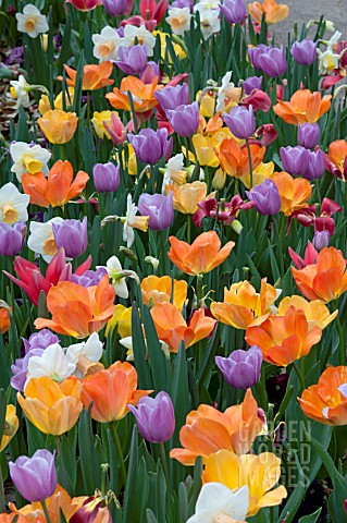 TULIPA_NARCISSUS_MIX