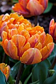 TULIPA ORANGE PRINCESS