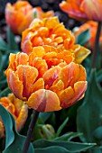 TULIPA ORANGE PRINCESS