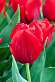 TULIPA OSCAR