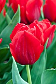 TULIPA OSCAR