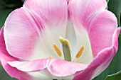 TULIPA PINK WHITE BICOLOR