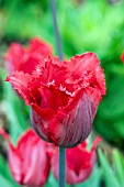 TULIPA RED HOT