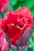 TULIPA RED HOT