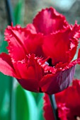 TULIPA RED HOT