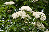 VIBURNUM PRUNIFOLIUM BLACKHAW