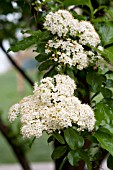 VIBURNUM PRUNIFOLIUM BLACKHAW