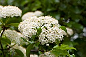 VIBURNUM PRUNIFOLIUM BLACKHAW