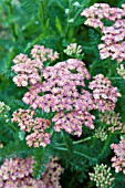 ACHILLEA PEACHY SEDUCTION