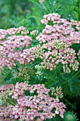 ACHILLEA PEACHY SEDUCTION