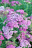 ACHILLEA SAUCY SEDUCTION