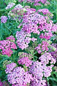 ACHILLEA SAUCY SEDUCTION