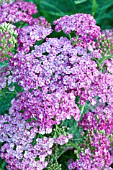 ACHILLEA SAUCY SEDUCTION