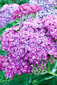 ACHILLEA SAUCY SEDUCTION