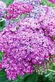 ACHILLEA SAUCY SEDUCTION