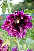 ALCEA ROSEA