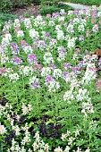 CLEOME SPARKLER MIX