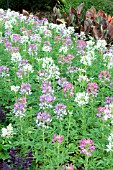 CLEOME SPARKLER MIX