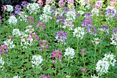 CLEOME SPARKLER MIX