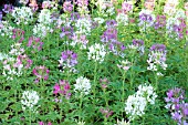 CLEOME SPARKLER MIX