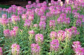 CLEOME SPARKLER ROSE