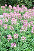 CLEOME SPARKLER ROSE