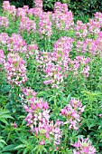 CLEOME SPARKLER ROSE