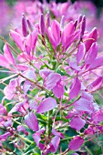 CLEOME SPARKLER ROSE