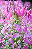 CLEOME SPARKLER ROSE