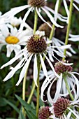 ECHINACEA HULA DANCER