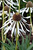 ECHINACEA HULA DANCER