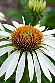 ECHINACEA PURPUREA AVALANCHE