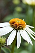 ECHINACEA PURPUREA AVALANCHE