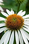 ECHINACEA PURPUREA AVALANCHE