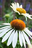 ECHINACEA PURPUREA AVALANCHE