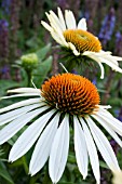 ECHINACEA PURPUREA AVALANCHE