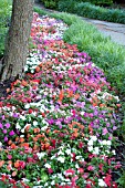 IMPATIENS WALLERIANA SUPER ELFIN MIX