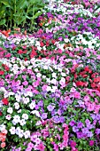 IMPATIENS WALLERIANA SUPER ELFIN MIX