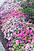 IMPATIENS WALLERIANA SUPER ELFIN PARFAIT MIX