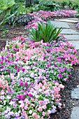 IMPATIENS WALLERIANA SUPER ELFIN PARFAIT MIX