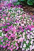 IMPATIENS WALLERIANA SUPER ELFIN PARFAIT MIX