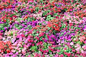 IMPATIENS WALLERIANA SUPER ELFIN SAMBA MIX