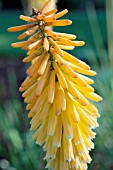 KNIPHOFIA ECHO MANGO