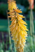 KNIPHOFIA ECHO MANGO