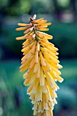 KNIPHOFIA ECHO MANGO