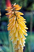 KNIPHOFIA ECHO MANGO