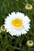 LEUCANTHEMUM SUPERBUM SCHECHURKA