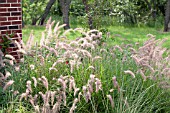 PENNISETUM ORIENTALE KARLEY ROSE