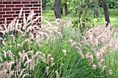 PENNISETUM ORIENTALE KARLEY ROSE