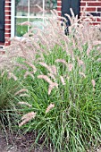 PENNISETUM ORIENTALE KARLEY ROSE